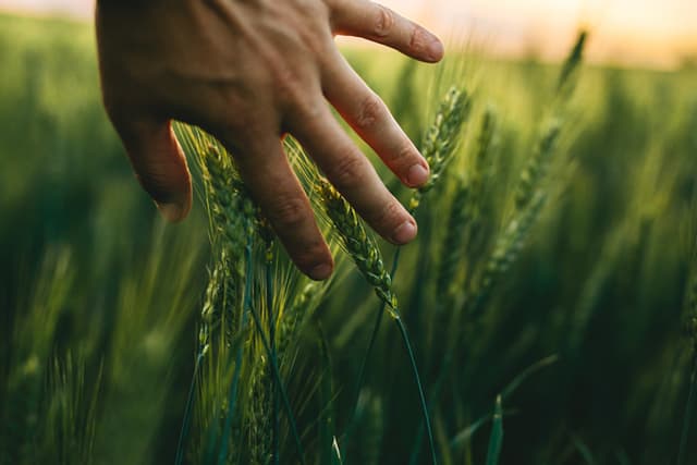 Image représentative de la filière Agriculture, Agronomie, Environnement et Paysage